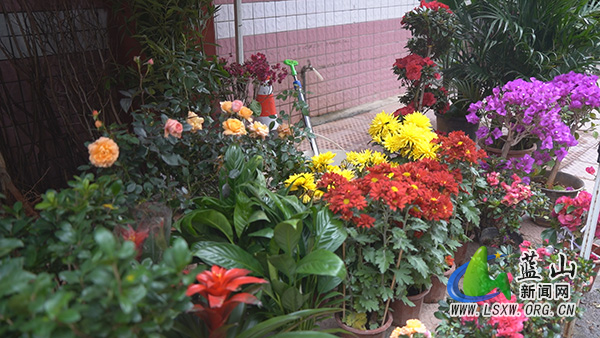 我县春来花木俏&nbsp;购销正当时1.jpg