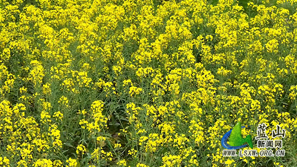 蓝山县所城镇舜河村：油菜花开蜂蝶舞&nbsp; 春色邀来游人醉1.jpg