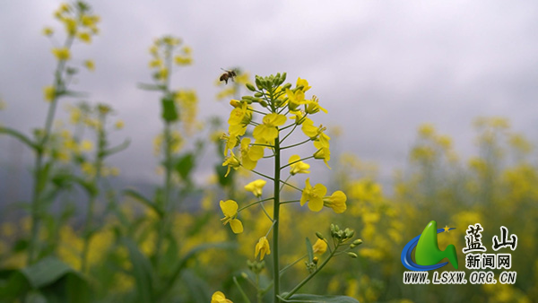 蓝山县所城镇舜河村：油菜花开蜂蝶舞&nbsp; 春色邀来游人醉2.jpg