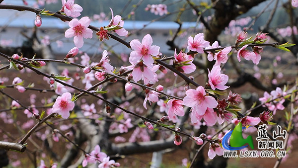 蓝山县太平圩镇：桃花盛开迎客来  踏青赏花正当时2.jpg