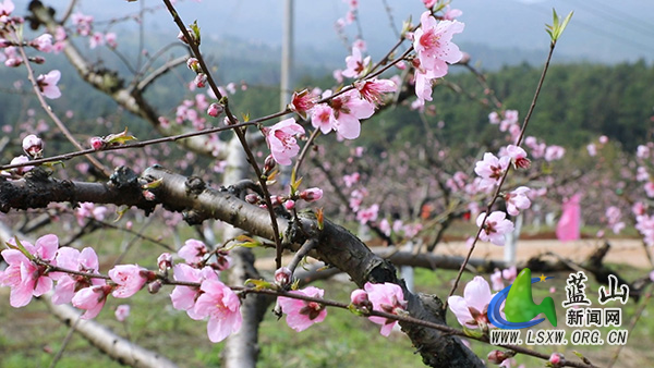 蓝山县太平圩镇：桃花盛开迎客来  踏青赏花正当时1.jpg