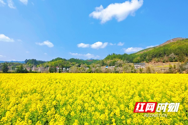桂东大塘：千亩金黄赴春约
