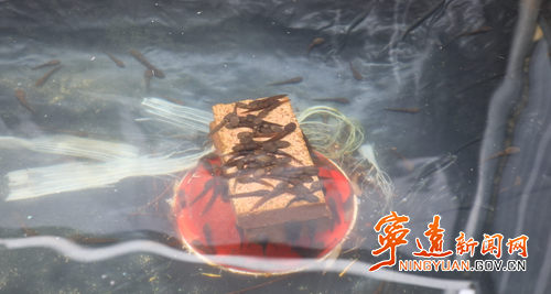 宁远：石蛙春护关键期 老把式传授“生态经”3_副本500.png