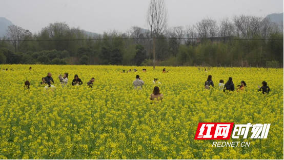 宜章县一六村：油菜花开醉游人(新媒体)615.png