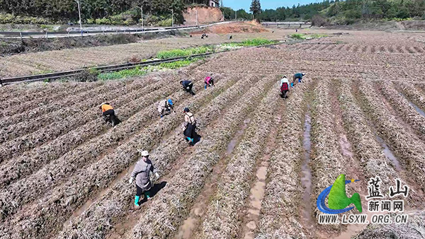 蓝山县土市镇：抢抓春耕好时节   烤烟移栽助振兴1.jpg