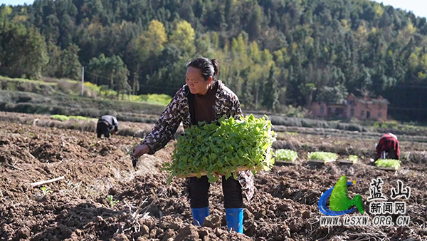 蓝山县土市镇：抢抓春耕好时节   烤烟移栽助振兴2.jpg