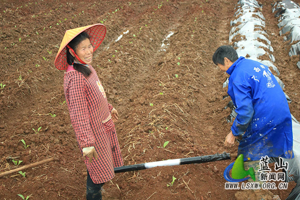 新圩镇：抢抓春耕好时节 烤烟移栽正当时.jpg