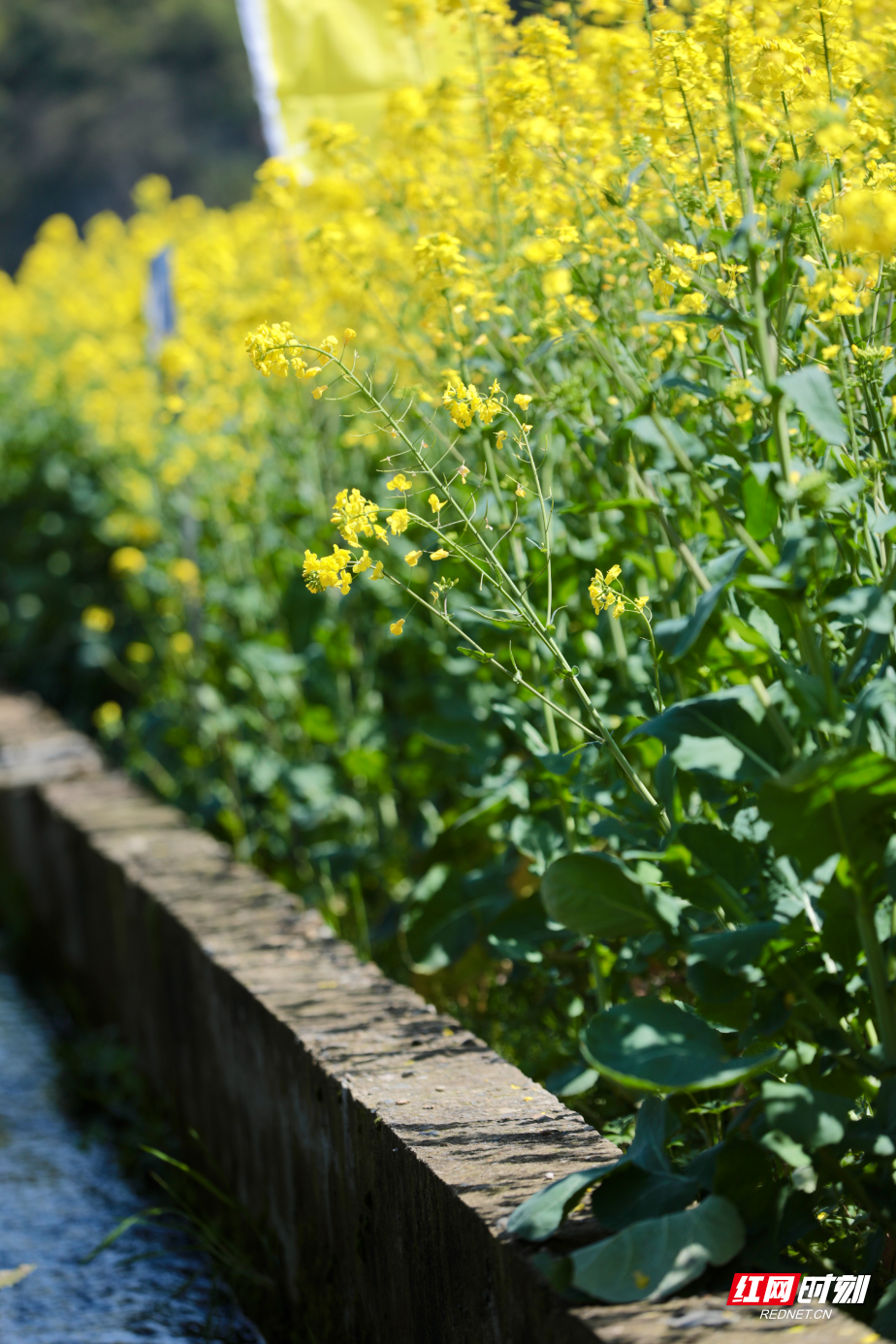 油菜花3.jpg