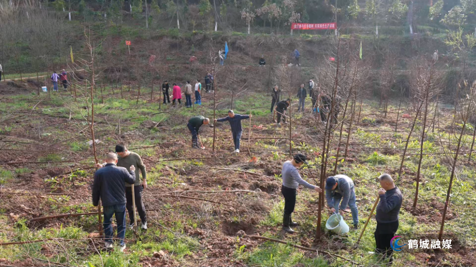 鹤城区开展2026年全民义务植树活动  植绿添彩共建美丽家园.mp4_000006.776.png