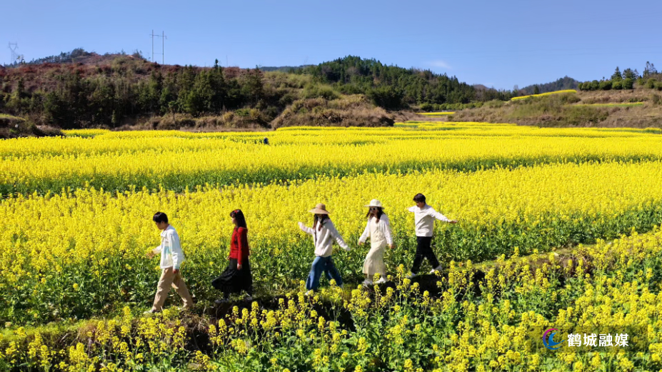 春日限定美景上线 金色花海带火乡村游.mp4_000039.447.png