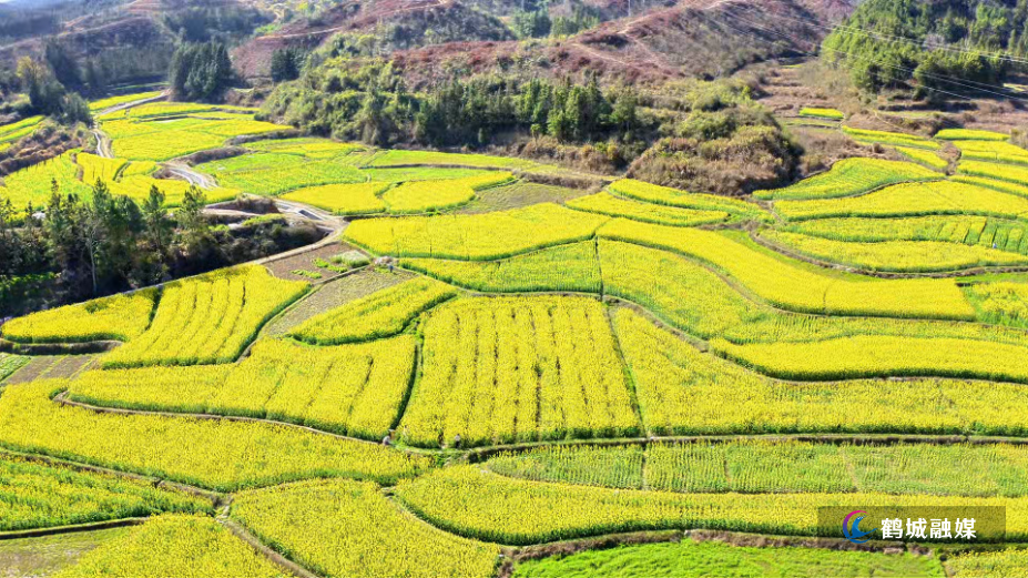 春日限定美景上线 金色花海带火乡村游.mp4_000041.791.png