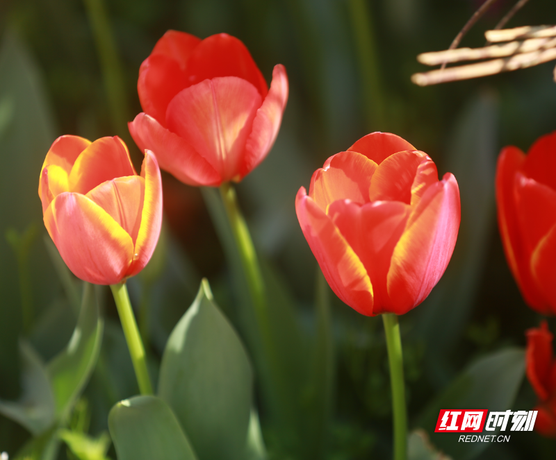 微信图片_20260313193835_2515_23.png 微信图片_20260313193835_2515_23.png