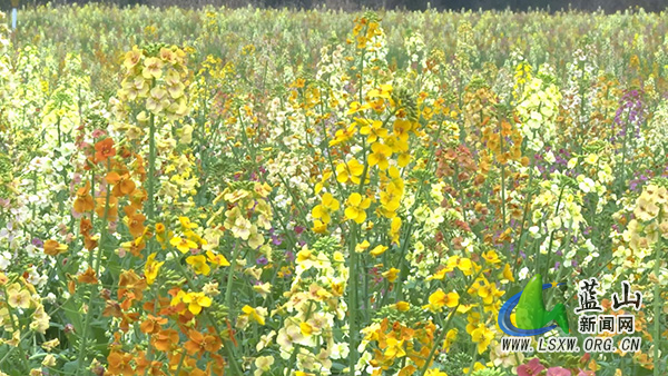我县小村藏大美 七彩花海迎客来2.jpg