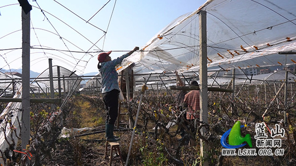 塔峰镇花果园村：春耕管护正当时 葡萄园里覆膜忙.jpg