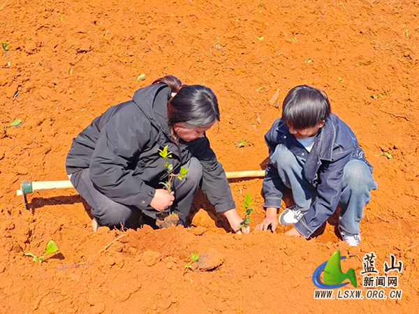 土市镇开展2026年义务植树活动2.jpg