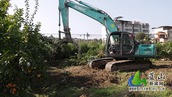 塔峰镇：退经还粮改橘园 扩面早稻稳粮仓.jpg