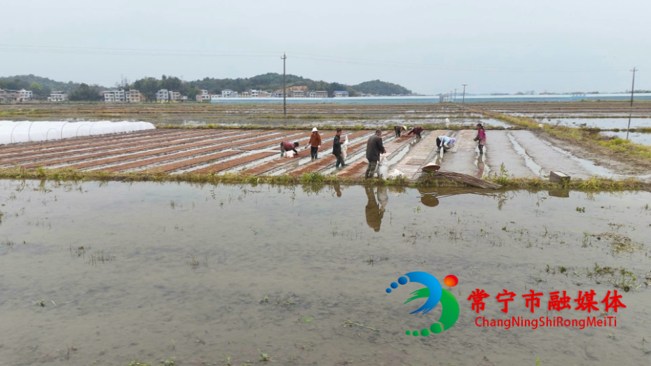 三塘春 (1)_看图王.jpg