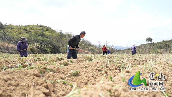 新圩镇：春耕“椒”响曲 沃野起垄忙1.jpg