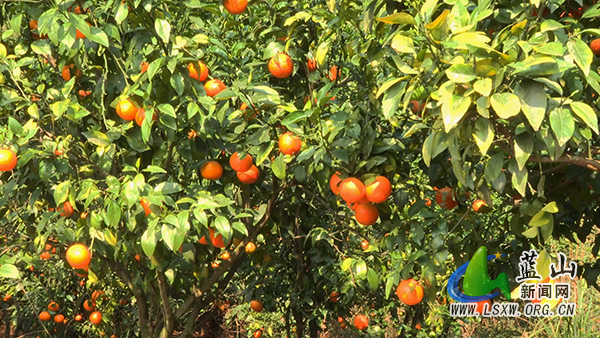 我县直播助农促增收 公益帮扶暖人心2.jpg