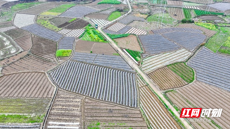 湖南新田:多彩田园如画卷09.jpg