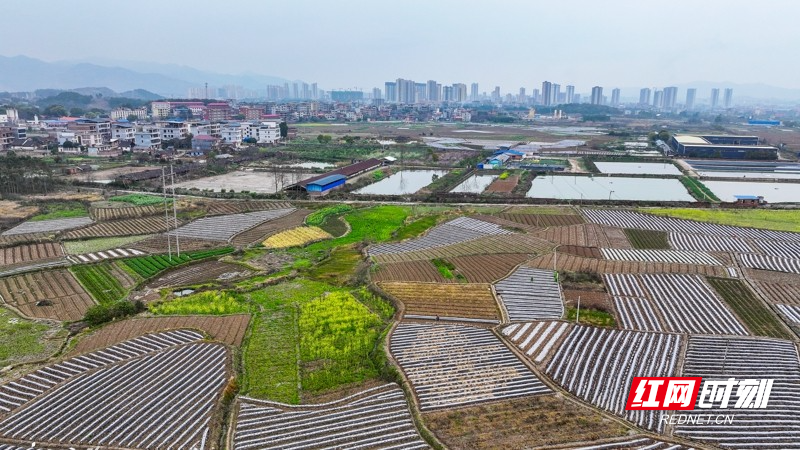 湖南新田:多彩田园如画卷10.jpg