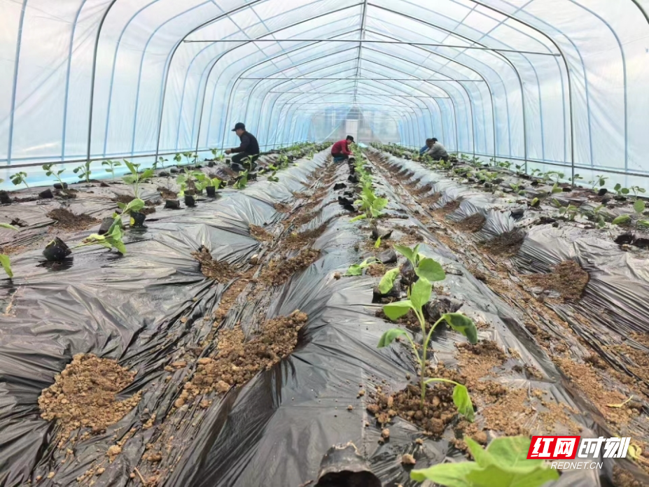 图片10.jpg 图片10.jpg