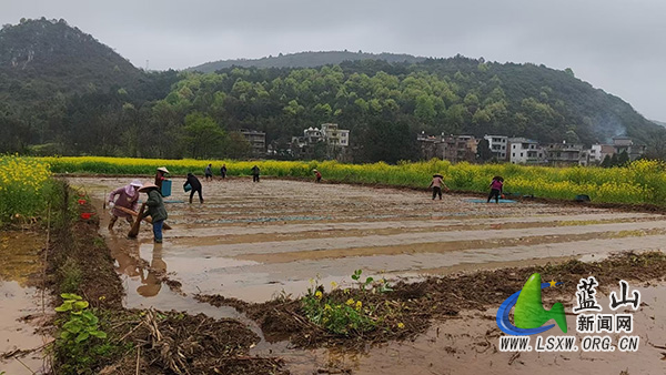祠堂圩镇：大户领头忙播种 同心协力开新局.jpg
