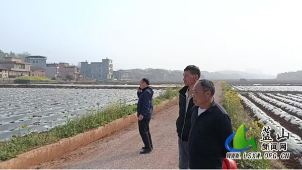 太平圩镇:走进田间察农情 精准服务促春耕.jpg 太平圩镇:走进田间察农情 精准服务促春耕.jpg