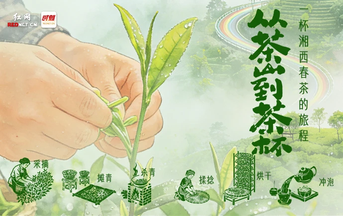 AI交互海报丨从茶山到茶杯：一杯湘西春茶的旅程