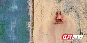 田埂上的AI：望城农民的新活法