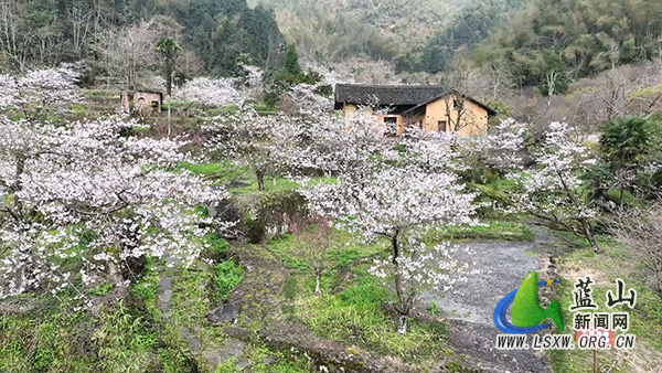 蓝山谷旅游景区：樱花烂漫绘新景 文旅融合助振兴1.jpg