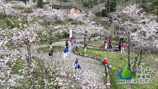 蓝山谷旅游景区：樱花烂漫绘新景 文旅融合助振兴2.jpg