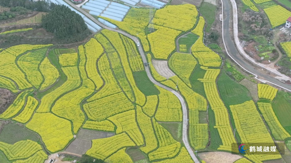 怀化鹤城区：百亩油菜花盛放 绘就乡村田园新画卷（4K）.mp4_000041.843.png