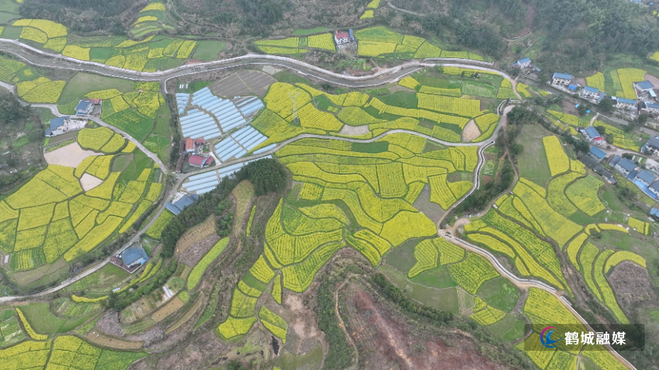 怀化鹤城区：百亩油菜花盛放 绘就乡村田园新画卷（4K）.mp4_000026.261.jpg