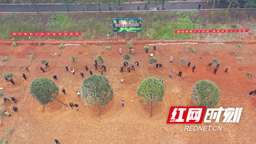 3.25植绿添绿正当时 雁峰区开展义务植树活动1.jpg