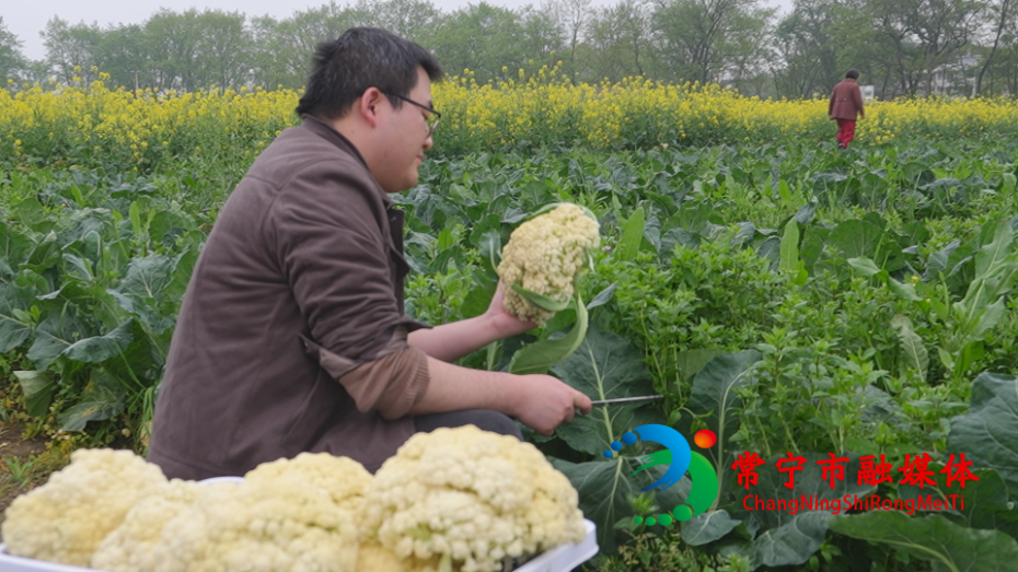 菜园10.png 菜园10.png