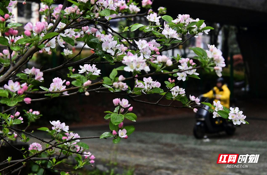 衡阳：雨润海棠满目春