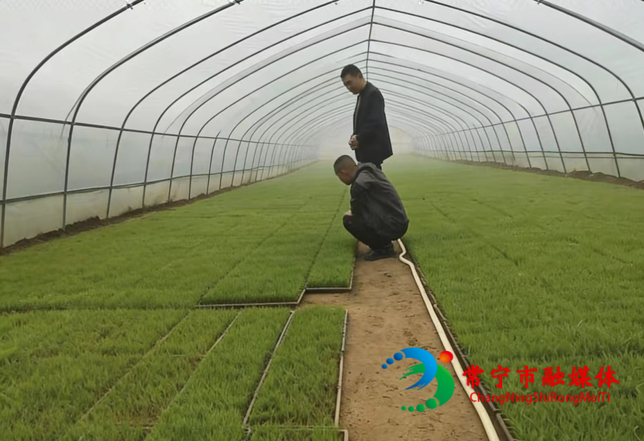 曲潭街道抢抓农时推进早稻春耕 筑牢全年粮食丰收根基.jpg 曲潭街道抢抓农时推进早稻春耕 筑牢全年粮食丰收根基.jpg