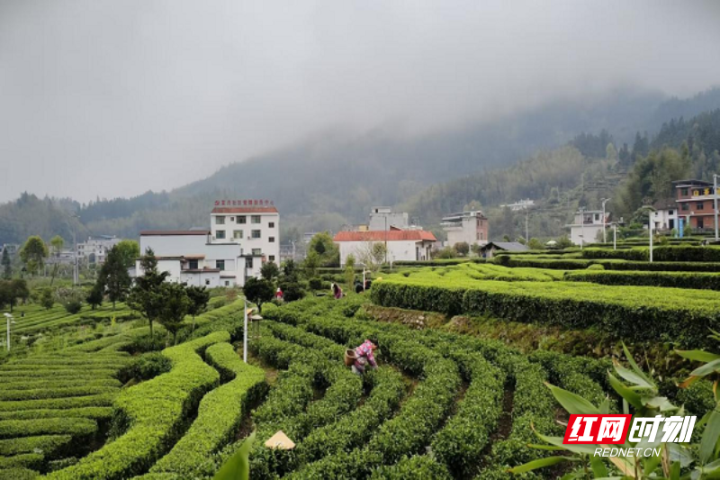 图片 1.png 图片 1.png