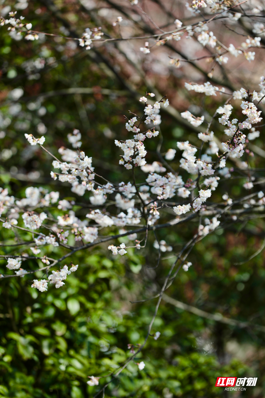 樱花2.jpg 樱花2.jpg