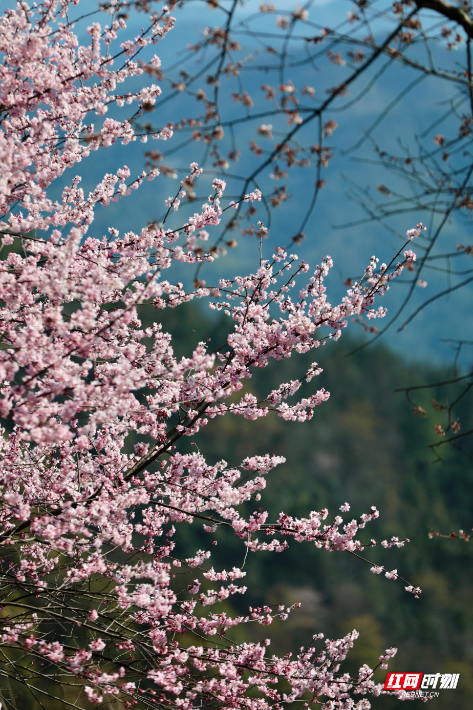 樱花9.jpg 樱花9.jpg