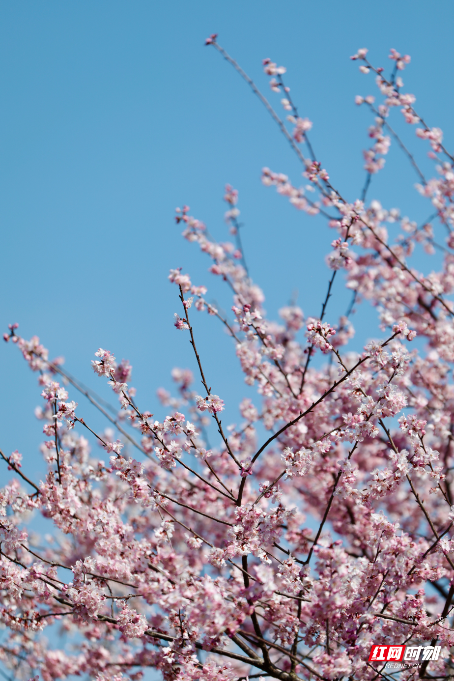 樱花8.jpg 樱花8.jpg