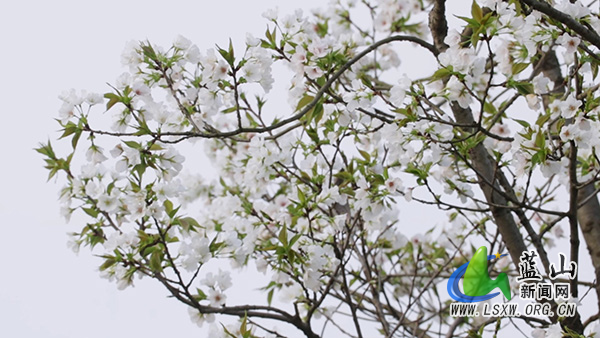 我县繁花竞放 春日美景扮靓城区1.jpg
