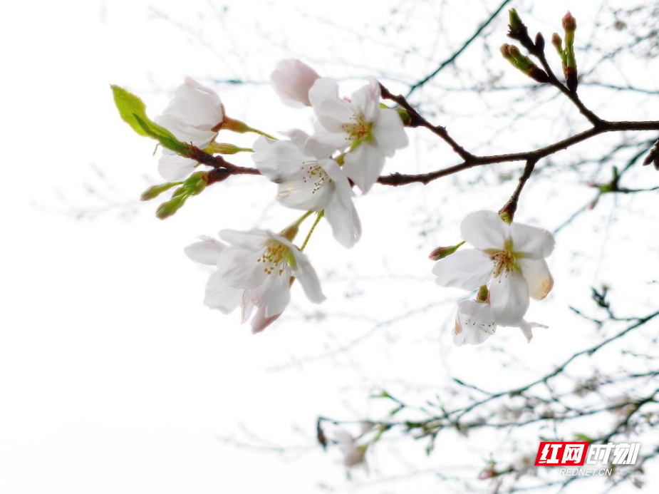 图片4.png 图片4.png