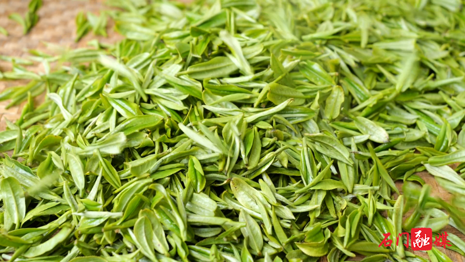 白云山国有林场:春雨润茶山 春茶采摘忙7.png 白云山国有林场:春雨润茶山 春茶采摘忙7.png