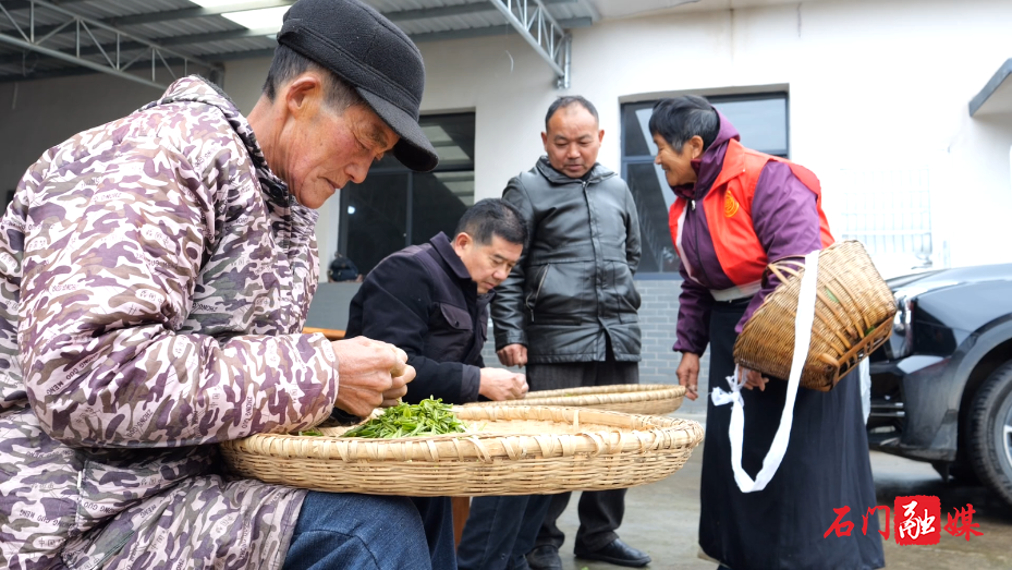 白云山国有林场:春雨润茶山 春茶采摘忙5.png 白云山国有林场:春雨润茶山 春茶采摘忙5.png