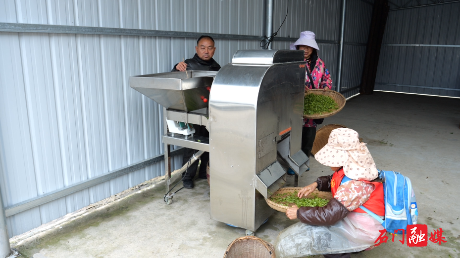 白云山国有林场:春雨润茶山 春茶采摘忙4.png 白云山国有林场:春雨润茶山 春茶采摘忙4.png
