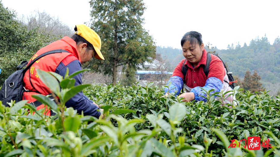 白云山国有林场:春雨润茶山 春茶采摘忙3.png 白云山国有林场:春雨润茶山 春茶采摘忙3.png