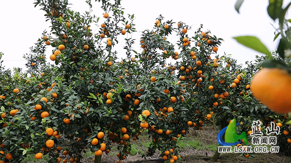 塔峰镇西埠头村：春日沃柑迎丰收 果香满园盼客尝1.jpg