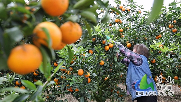 塔峰镇西埠头村：春日沃柑迎丰收 果香满园盼客尝2.jpg